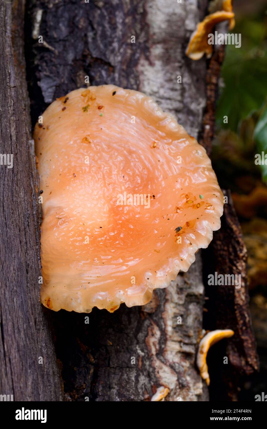 The Wrinkled Peach mushroom, Rhodotus palmatus Stock Photo