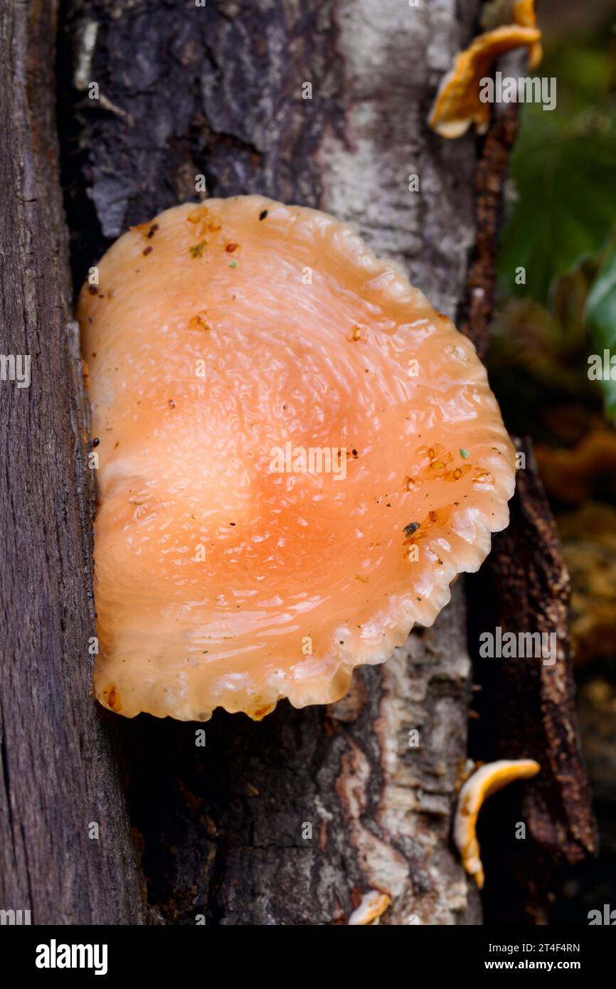 The Wrinkled Peach mushroom, Rhodotus palmatus Stock Photo - Alamy