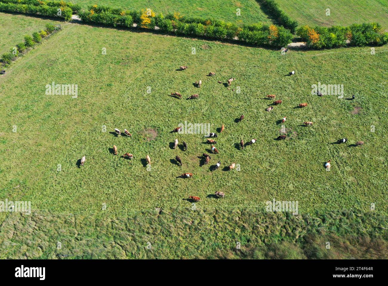 Cattle at Churchtown Dairy, Hudson, NY, USA Stock Photo