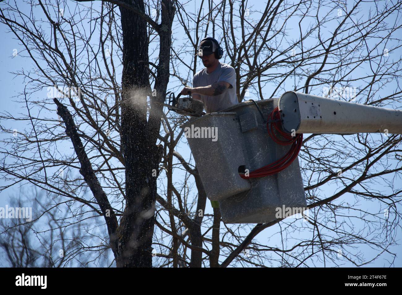Tree removal in Greene County, maple, New York, USA Stock Photo