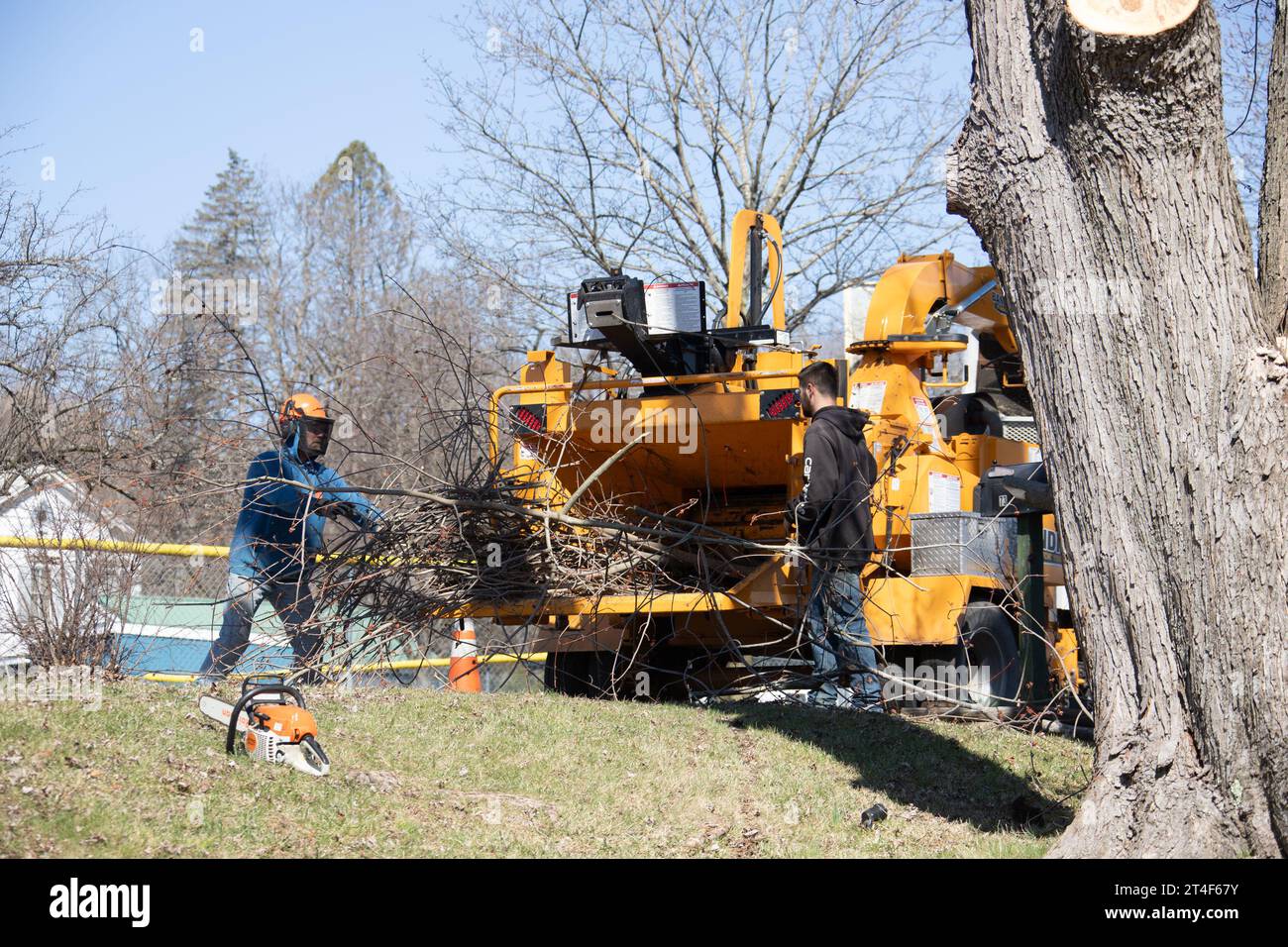 Wood chipper during a tree removal in Greene County, New York, USA Stock Photo