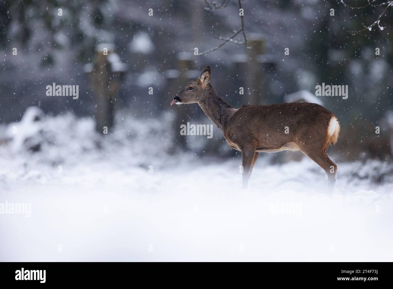 Roe deer in falling snow in cemetery environment Stock Photo