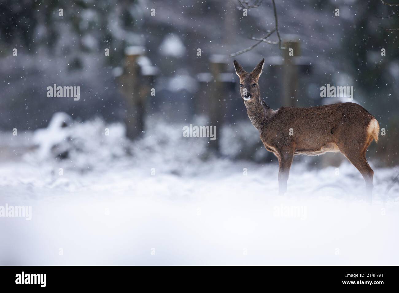 Roe deer in falling snow in cemetery environment Stock Photo