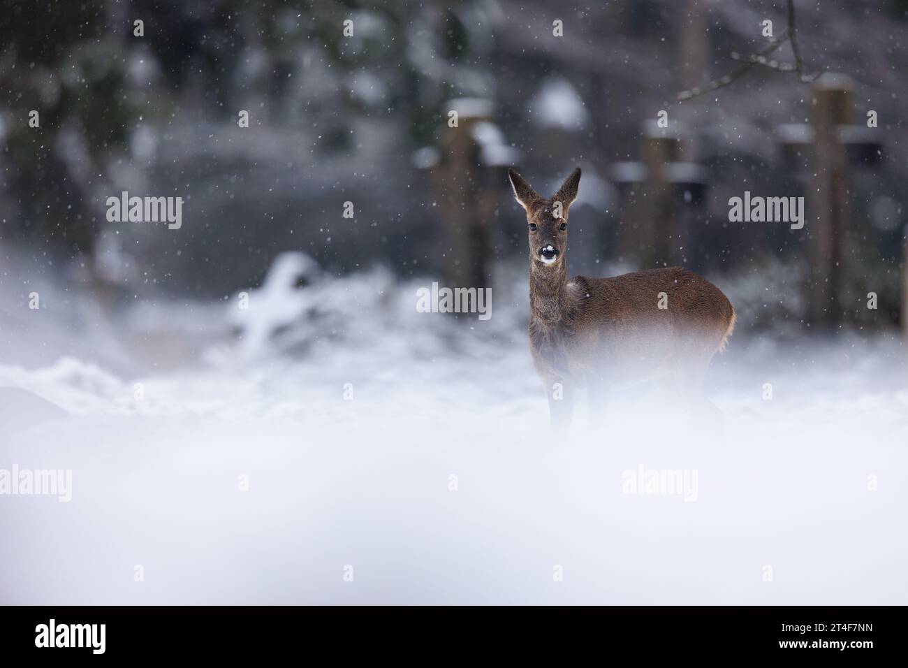 Roe deer in falling snow in cemetery environment Stock Photo