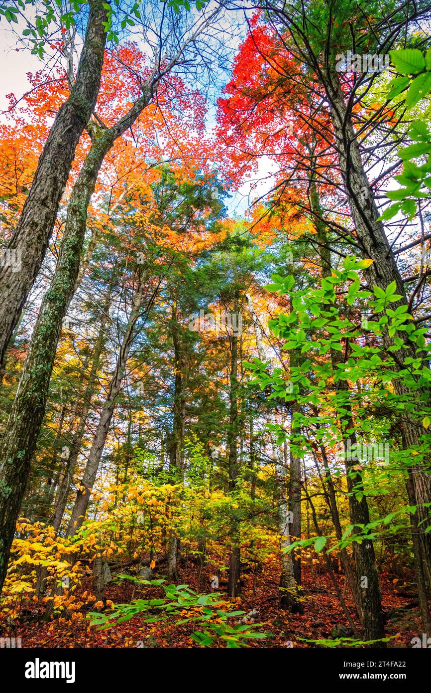 Autumn colors in the Gatineau Hills near Ottawa, Canada Stock Photo