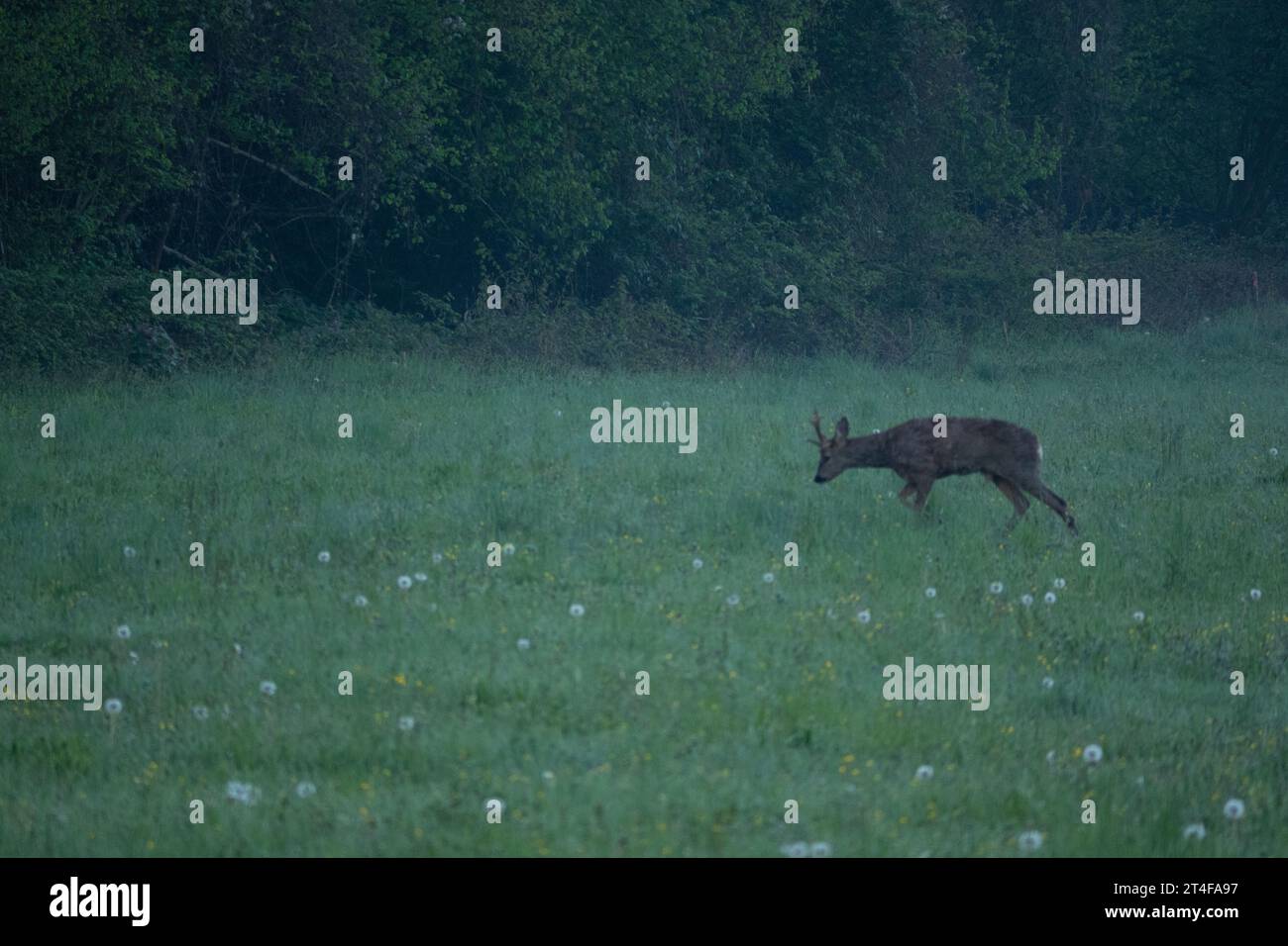 Roe deer buck big antlers hi-res stock photography and images - Alamy