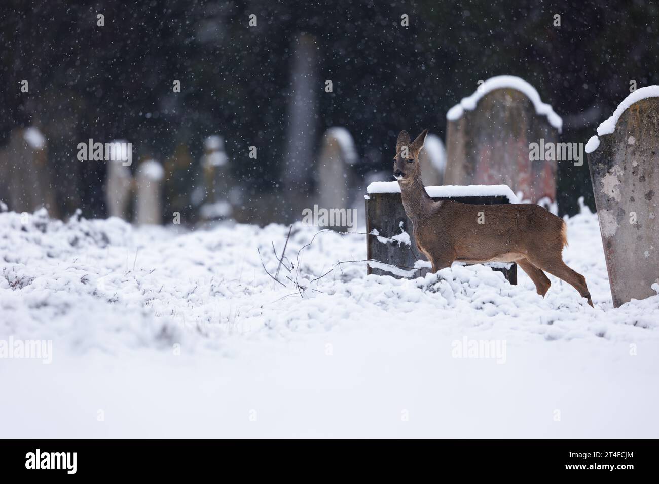 Roe deer in falling snow in cemetery environment Stock Photo - Alamy