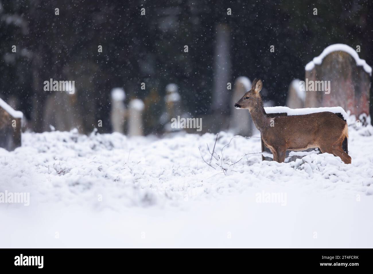 Roe deer in falling snow in cemetery environment Stock Photo