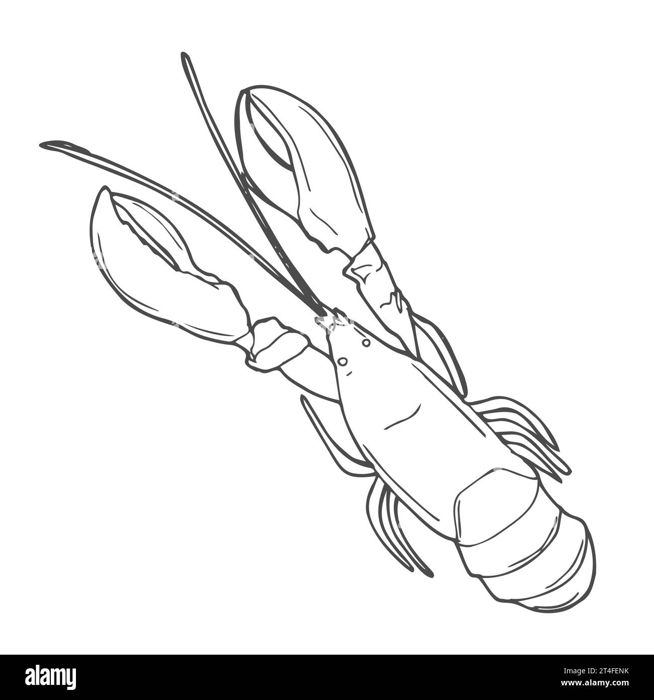 https://c8.alamy.com/comp/2T4FENK/lobster-hand-drawn-outline-doodle-icon-vector-sketch-illustration-of-healthy-seafood-lobster-or-cancer-for-print-web-mobile-and-infographics-isol-2T4FENK.jpg