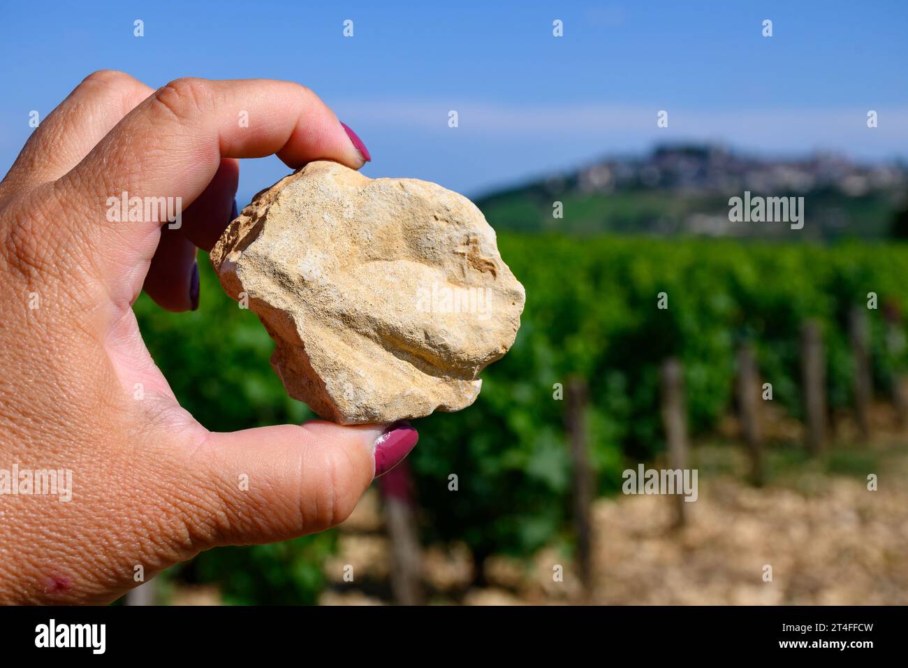 Example of terres blanches claylimestone white soils on vineyards