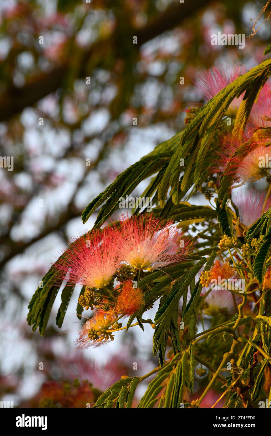 Pink blossom of Persian silk trees Albizia julibrissin in summer Stock Photo