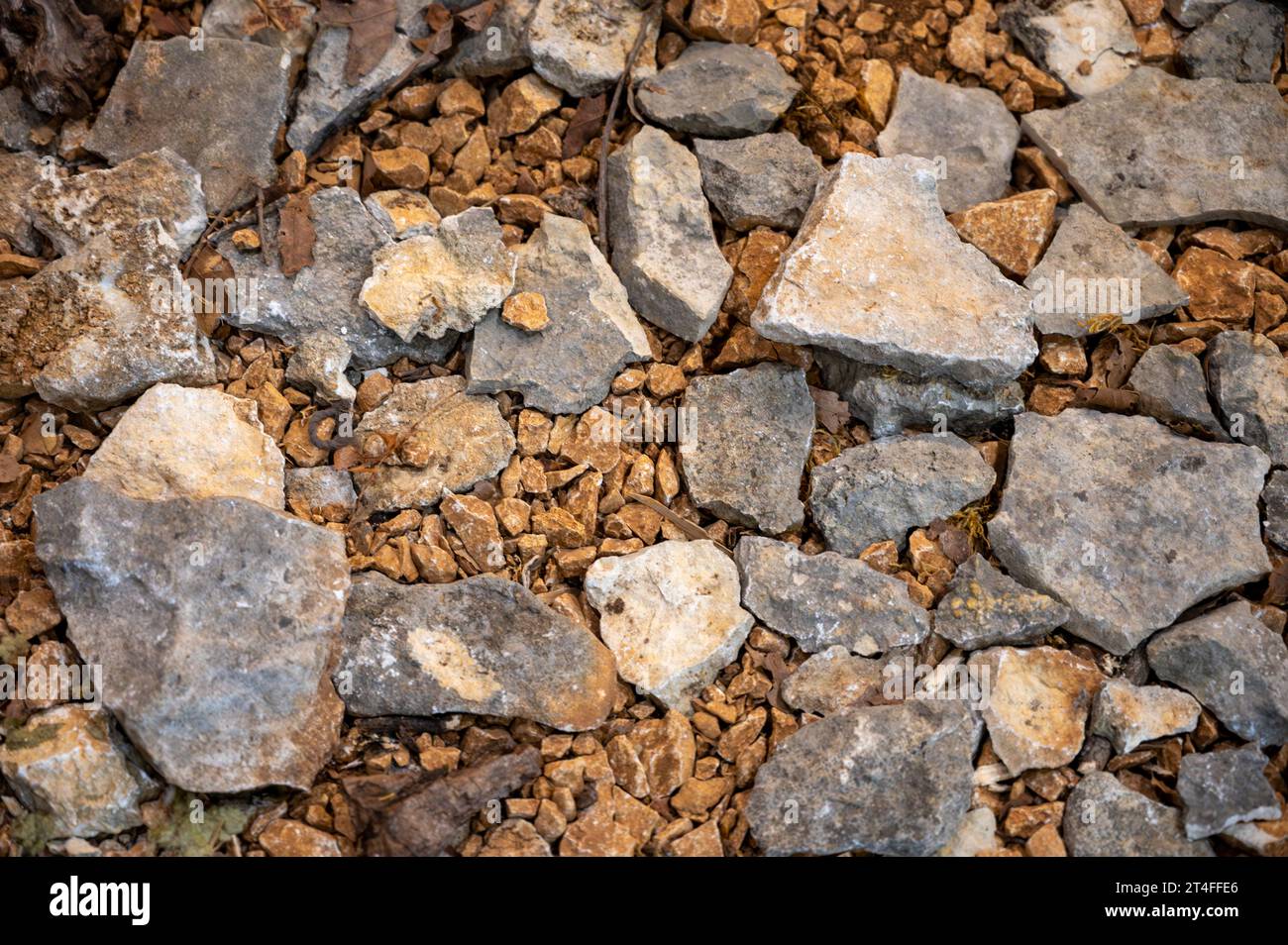 Truffle farm, cultivation of black winter Perigord truffles mushrooms