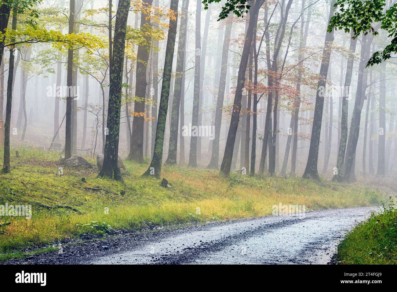 A remote gravel road curves through a foggy forest with trees displaying autumn foliage. Stock Photo
