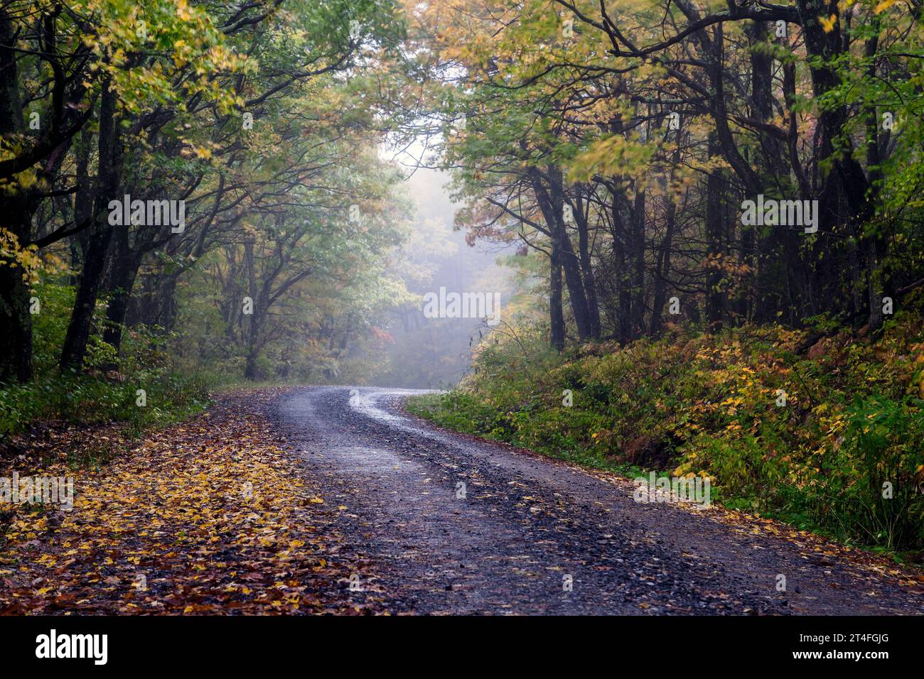 a narrow country road winds through a foggy forest with autumn colors creates an enchanted scene. Stock Photo