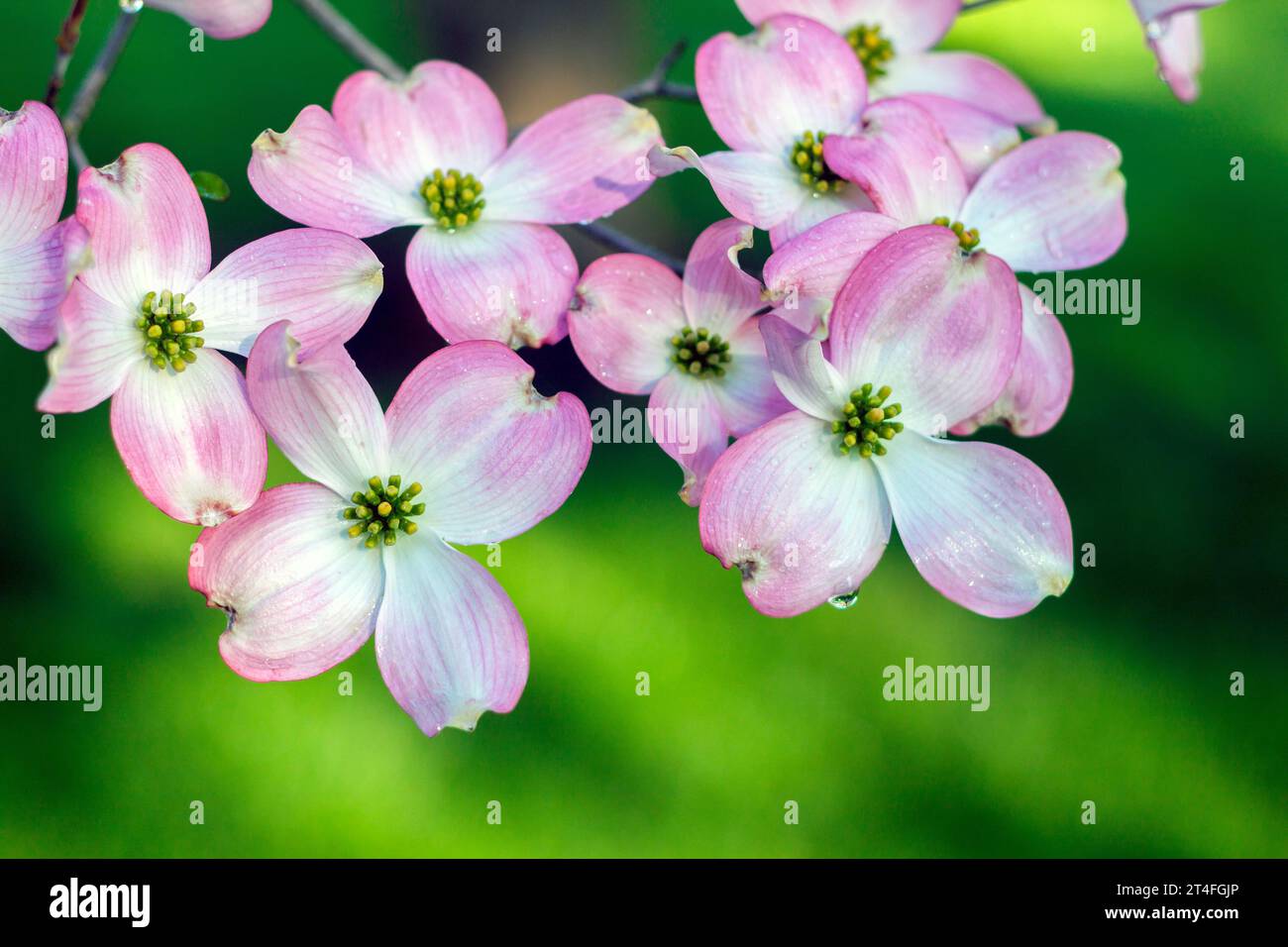 Close-up image of ephemeral pink dogwood blossoms with vibrant green blurred background. Stock Photo