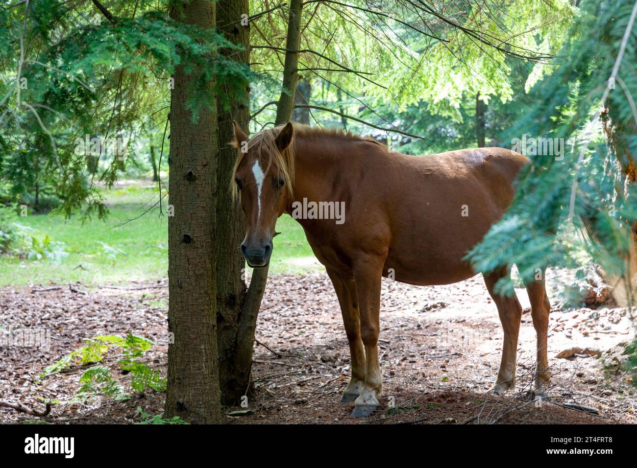 New Forest wild native pony on the Tall Trees Trail stood in the national park landscape,Hampshire,England,UK,2 Stock Photo