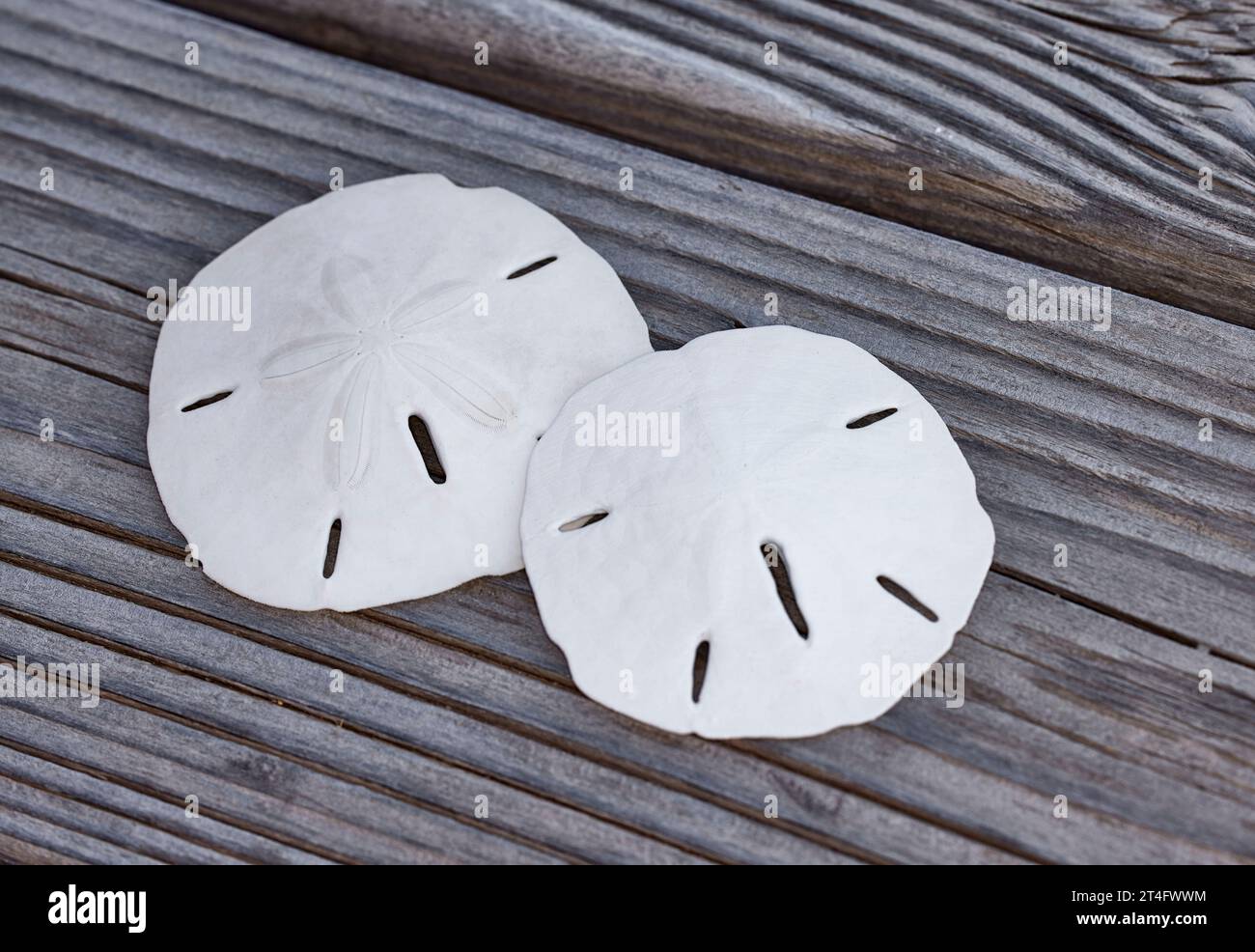 Sand dollars hi-res stock photography and images - Alamy