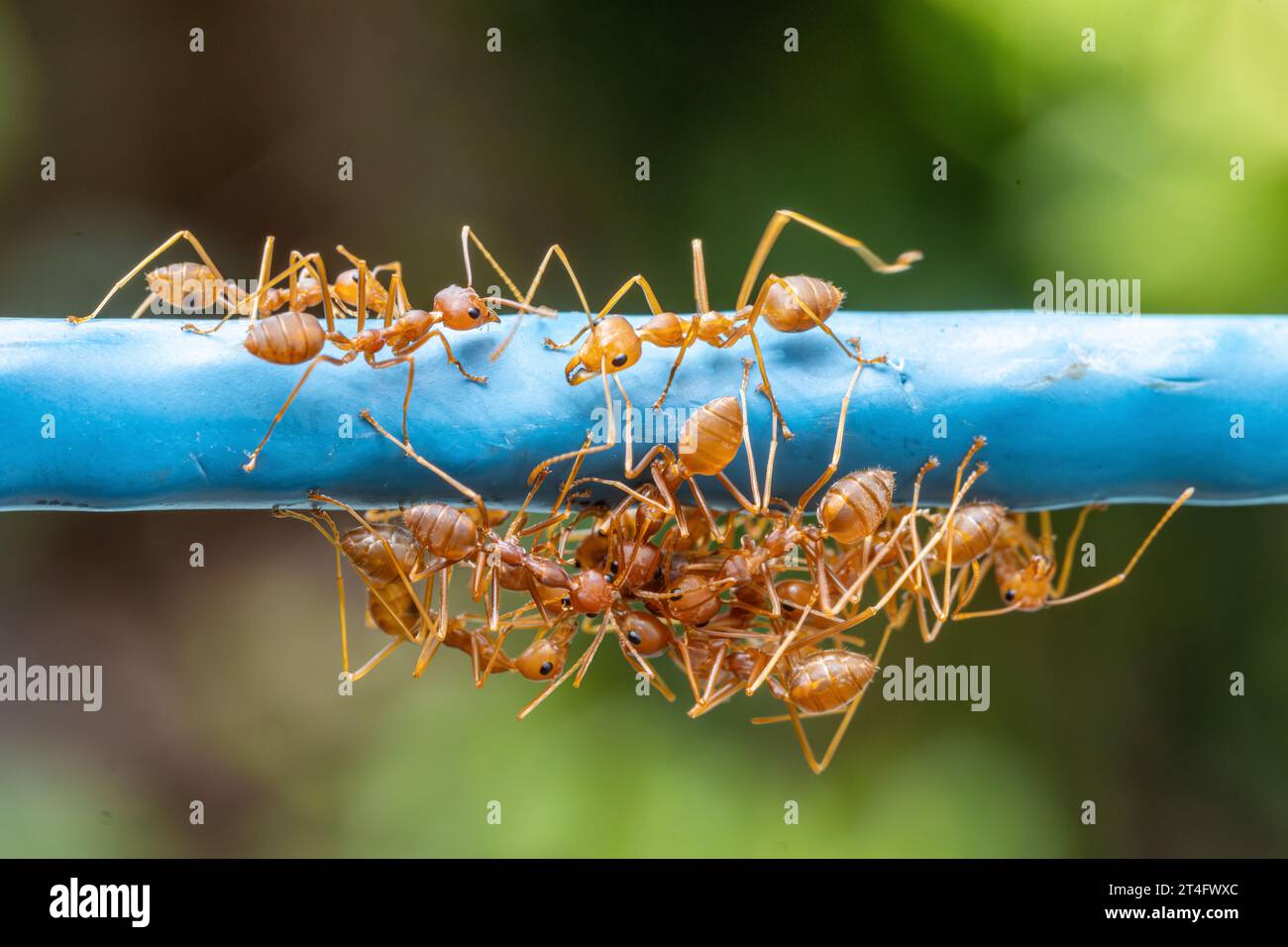 A group of red ants is biting another ant to separate its body parts