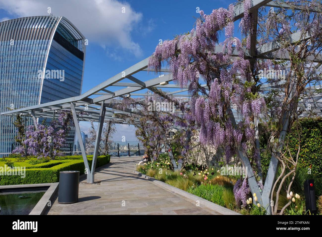 London: Wisteria in bloom on Roof Garden at 120 Fenchurch Street with Walkie Talkie building in City of London, England, UK Stock Photo
