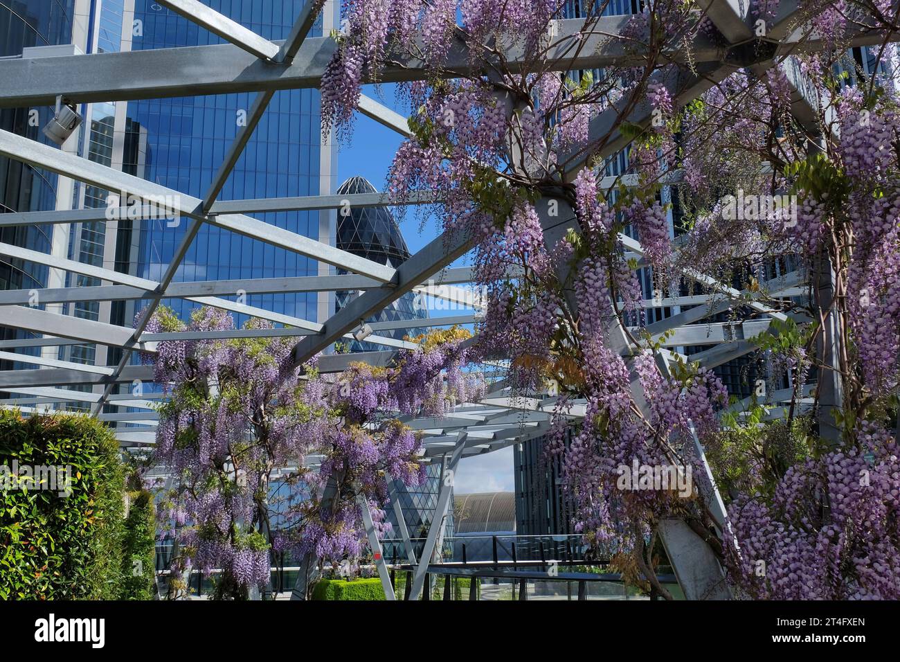 London: Wisteria in bloom on Roof Garden at 120 Fenchurch Street with Gherkin building in City of London, England, UK Stock Photo