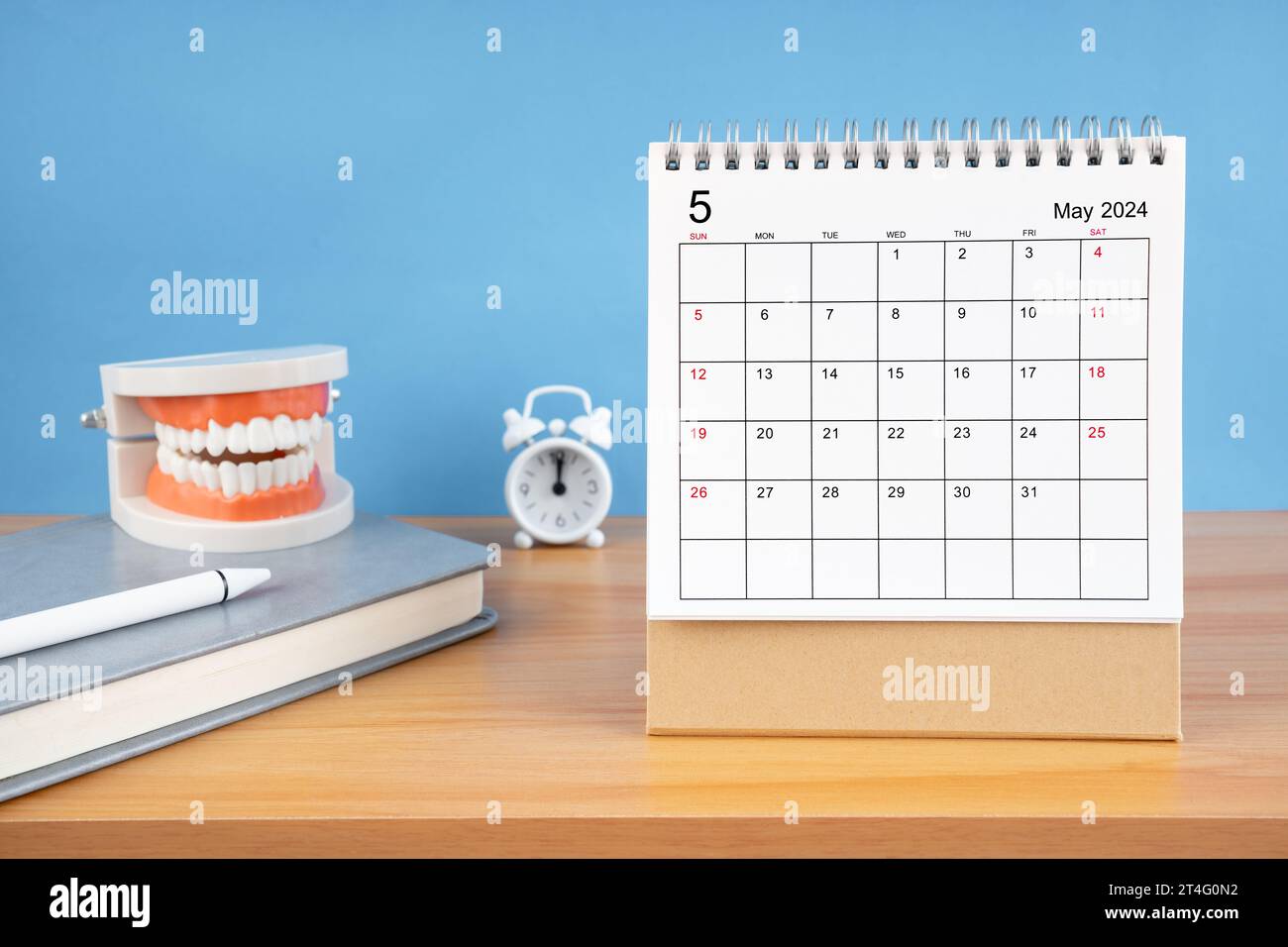 May monthly desk calendar for 2024 year and model dentures on the table