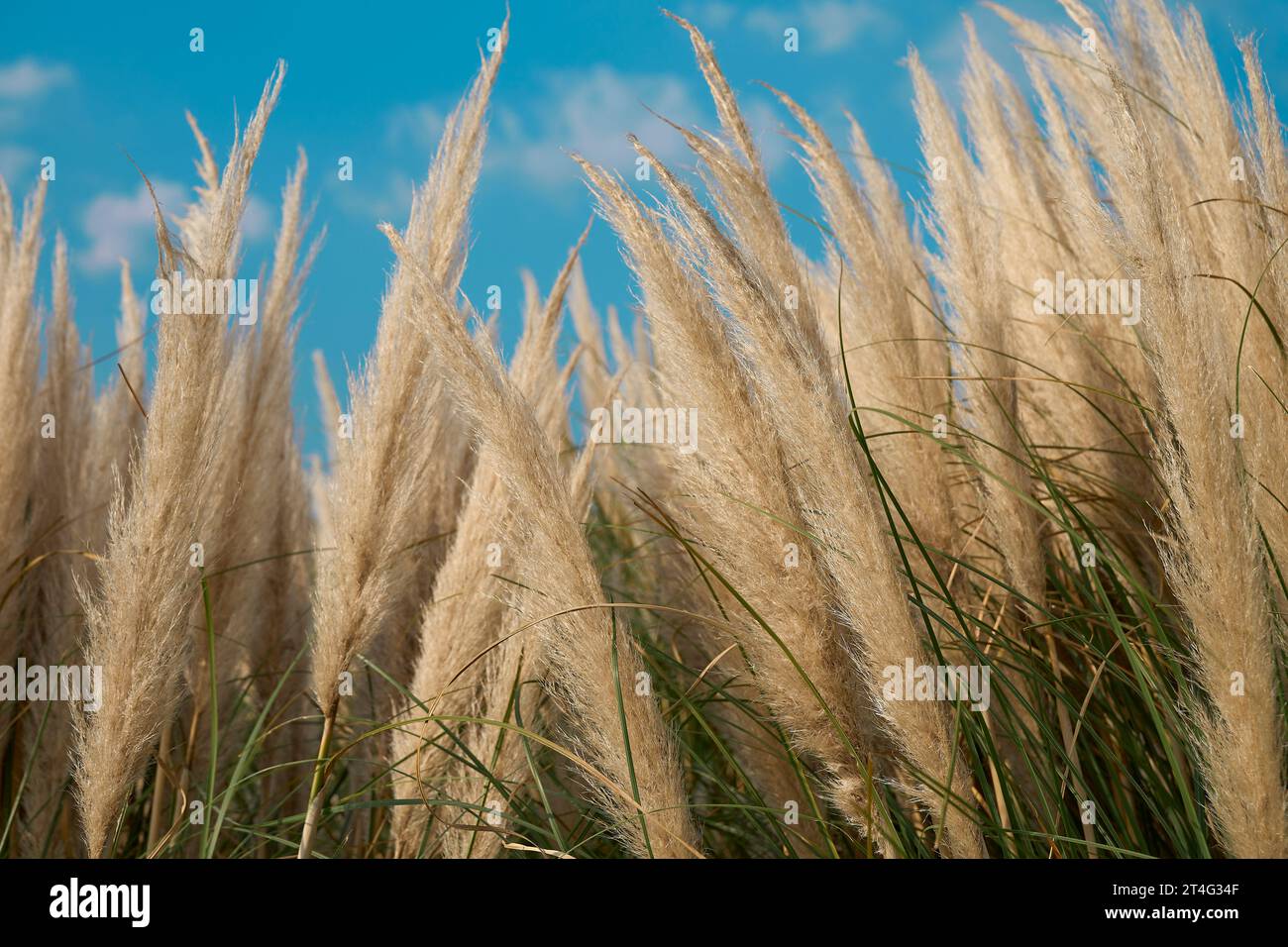 Pampas grasses blooming under the blue autumn sky Stock Photo - Alamy