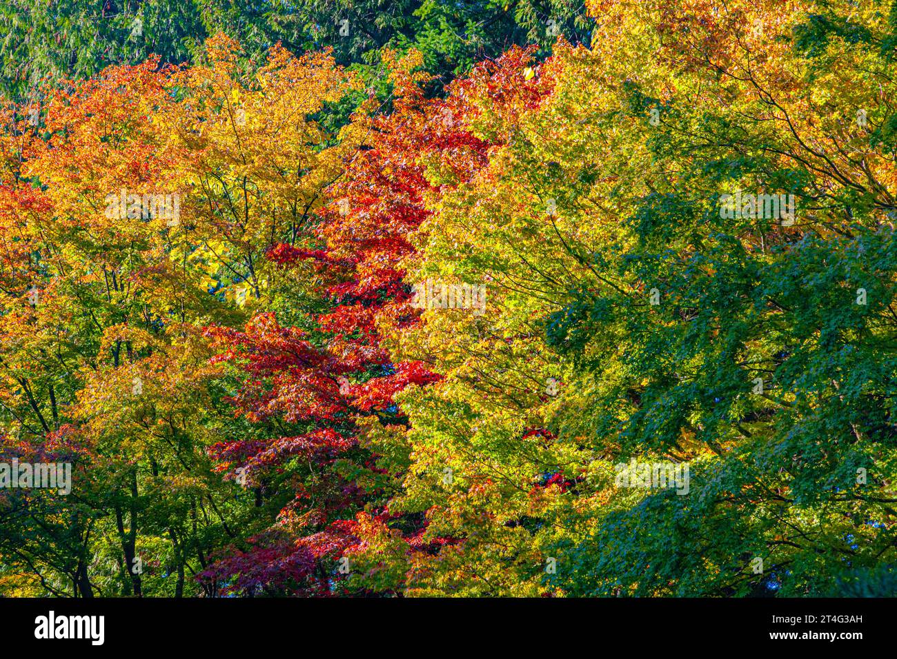 Japanese Maple trees changing colour in Nitobe Garden UBC Vancouver