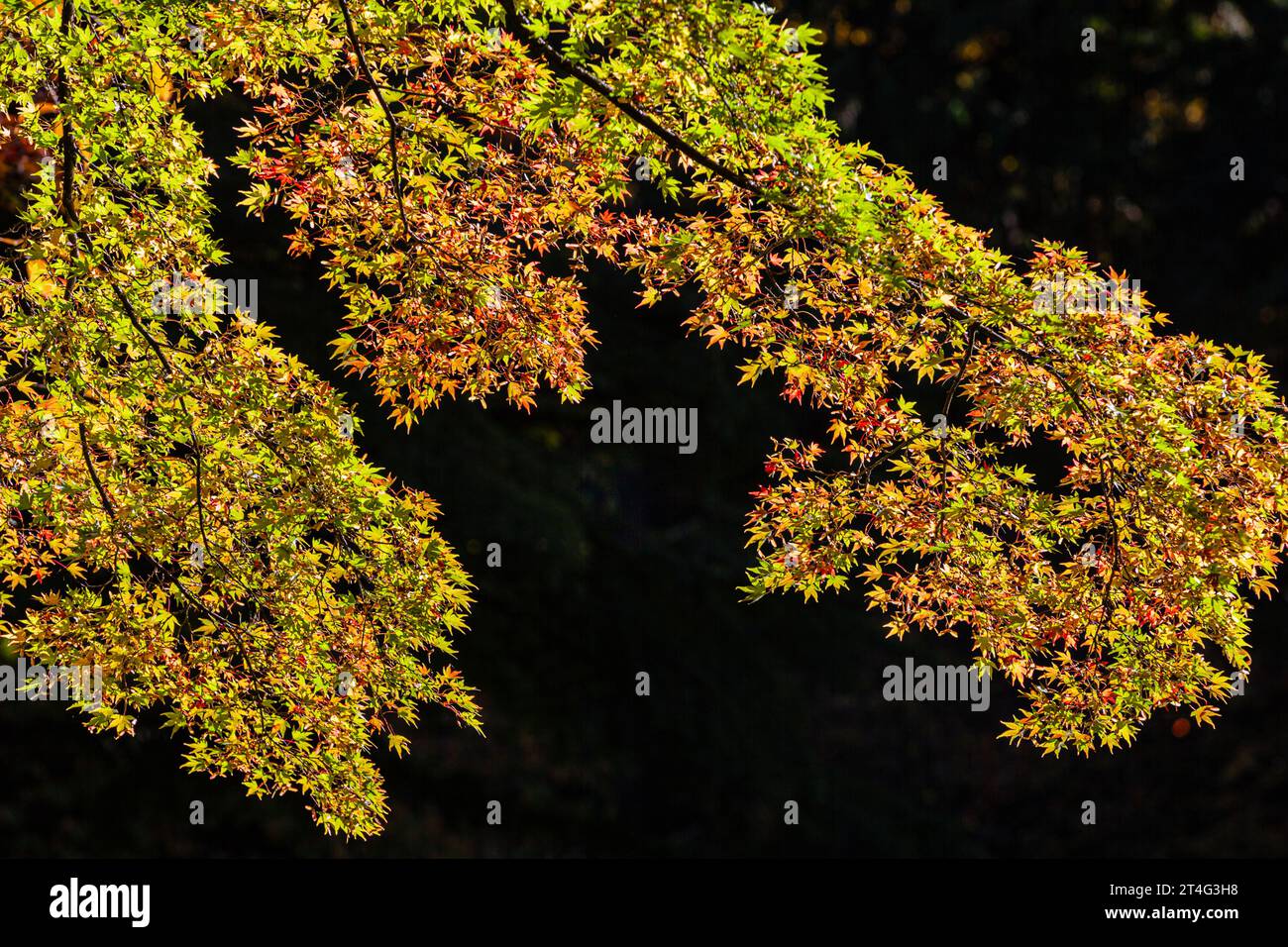 Abstract image of leaves against shadow at Nitobe Japanese Gardens at
