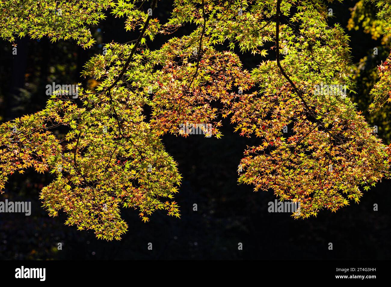 Abstract image of leaves against shadow at Nitobe Japanese Gardens at UBC Vancouver Canada Stock Photo