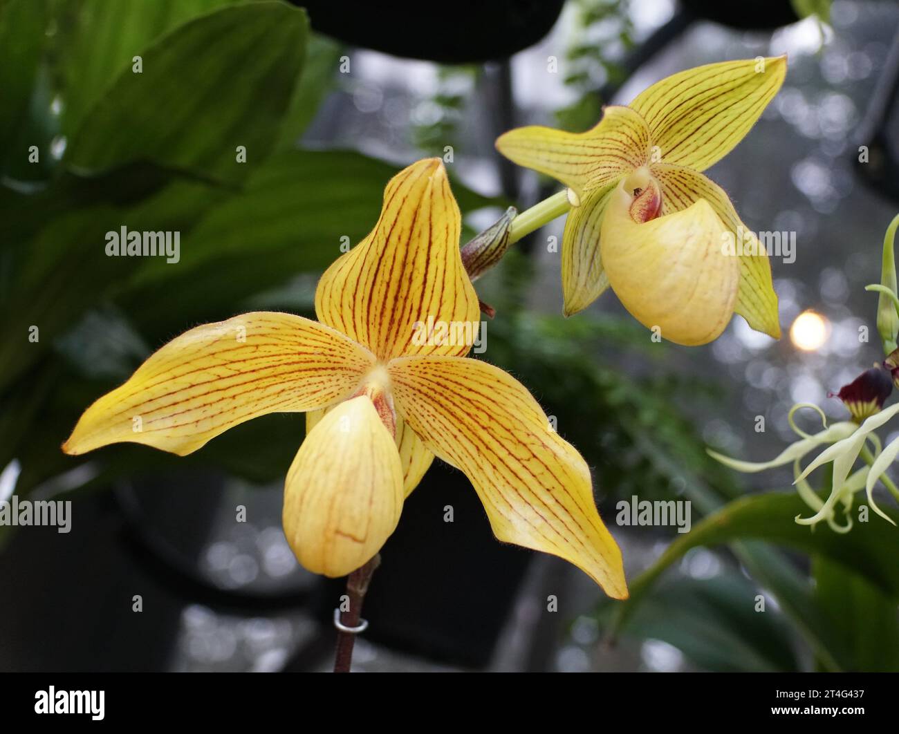 Beautiful Paphiopedilum Dollgoldi yellow orchid flowers at full bloom Stock Photo