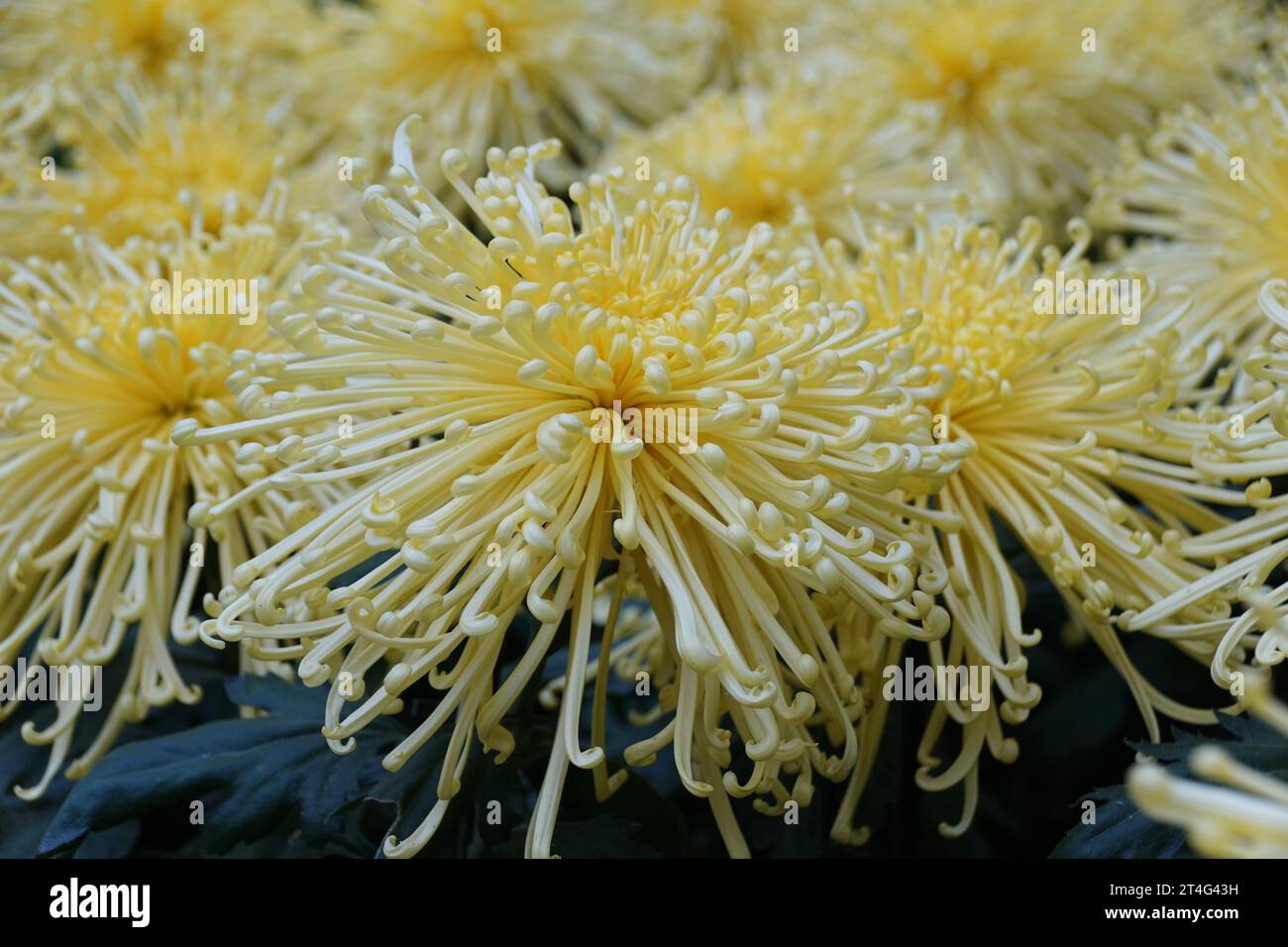 Closeup of the light yellow color of spider mum 'Golden Splendor' flowers Stock Photo