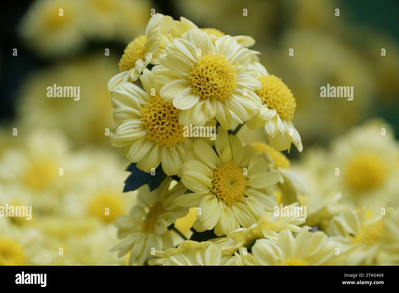 Close up of the light yellow color of Cascade Mum Cloud Form 'Megumi' flowers Stock Photo