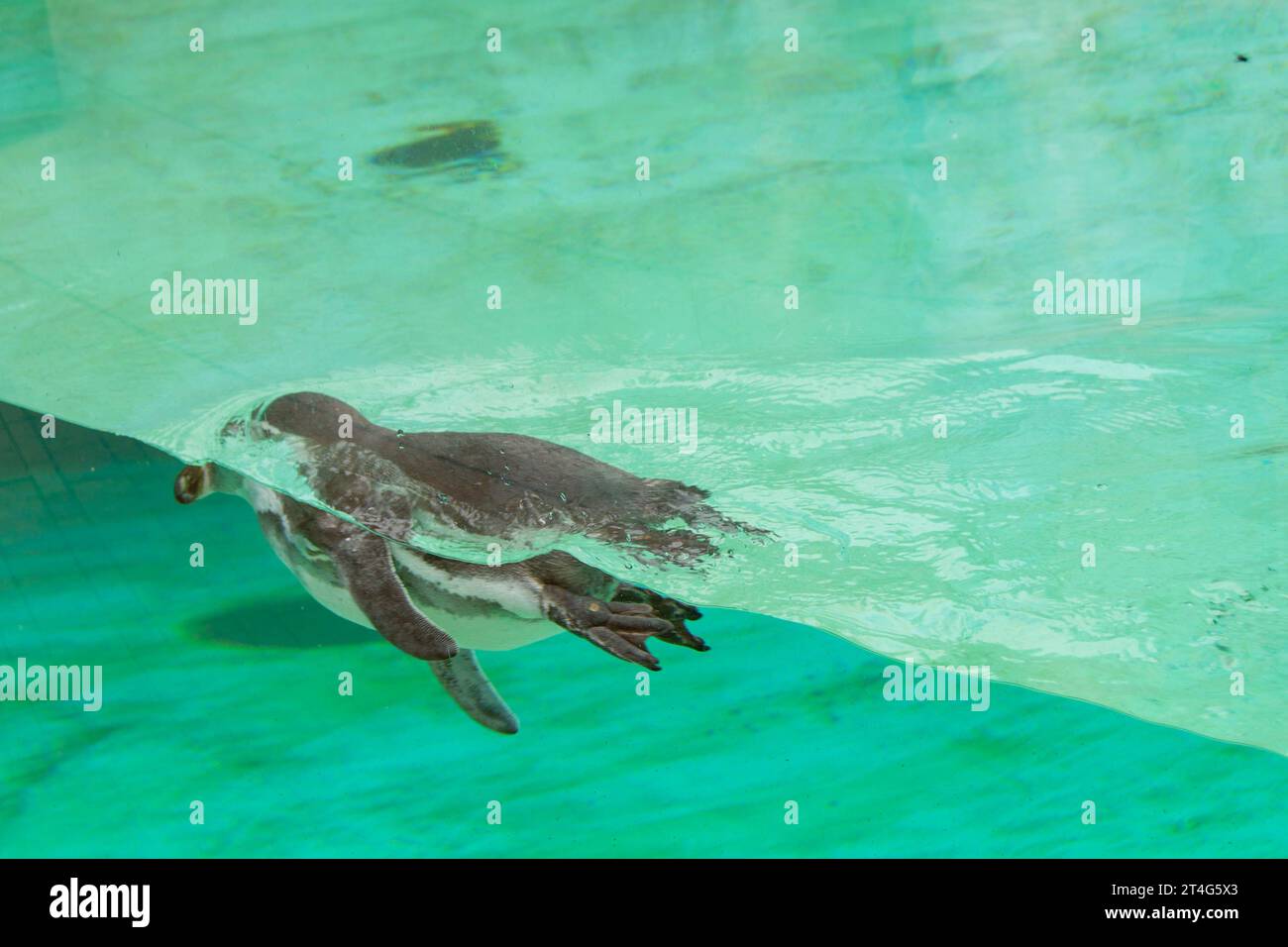 The African penguin swimming under blue water. Penguin Awareness Day