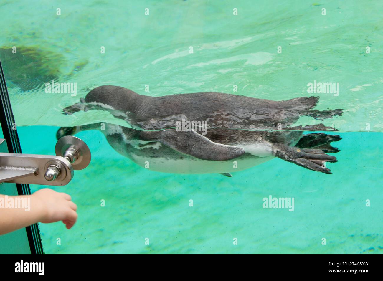 The African penguin swimming under blue water. Penguin Awareness Day