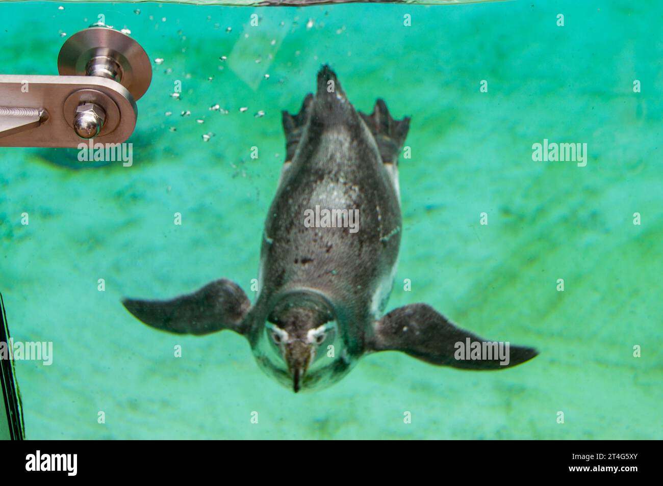 The African penguin swimming under blue water. Penguin Awareness Day