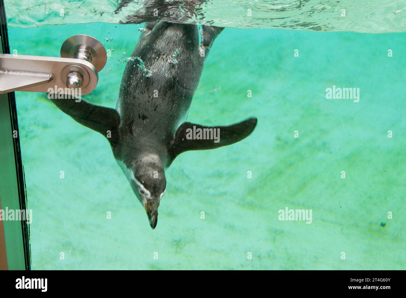 The African penguin swimming under blue water. Penguin Awareness Day