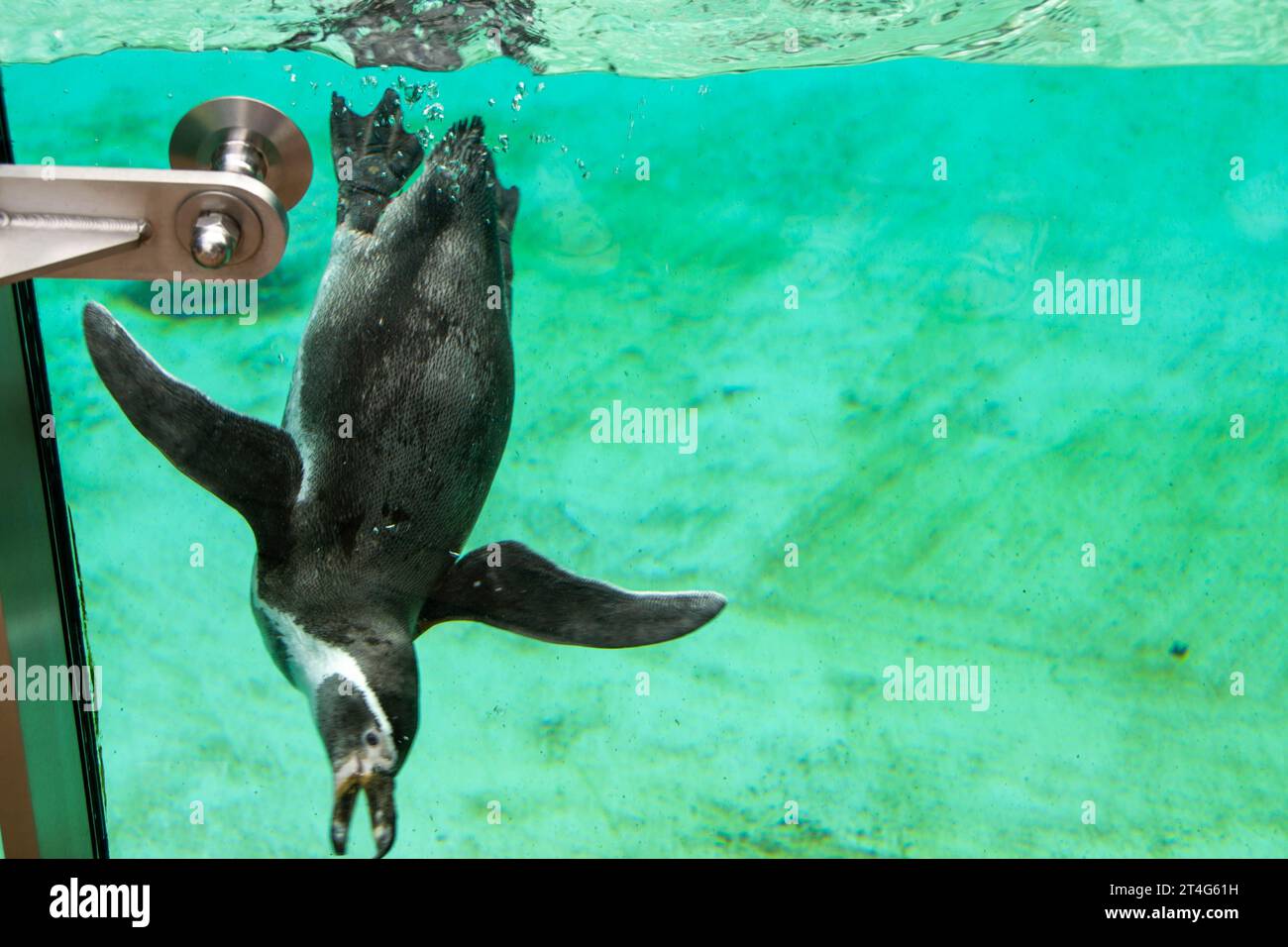 The African penguin swimming under blue water. Penguin Awareness Day