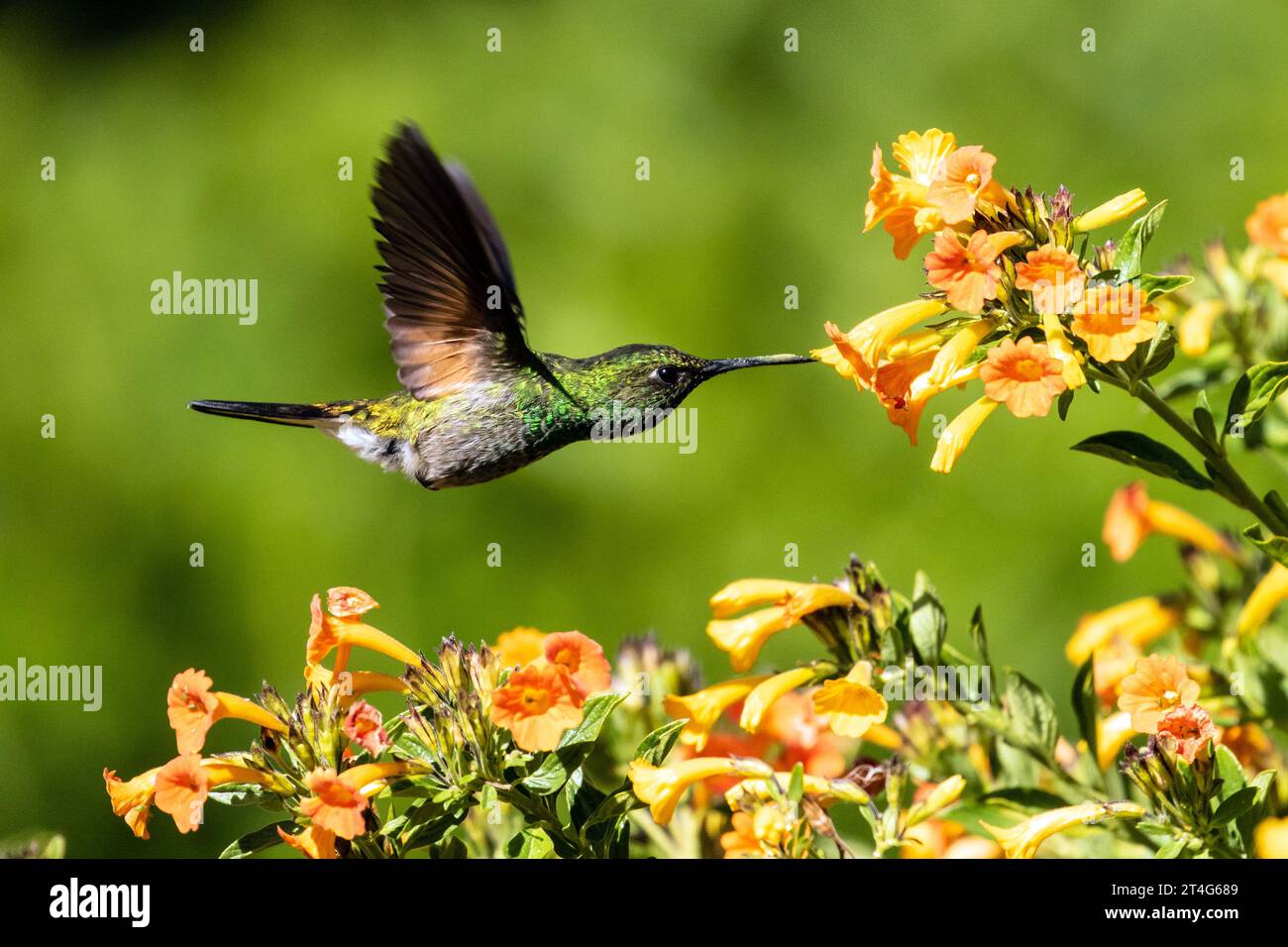 Closeup of Stripe-tailed Hummingbird in flight and feeding from flowers in Chiriqui Province, Panama Stock Photo