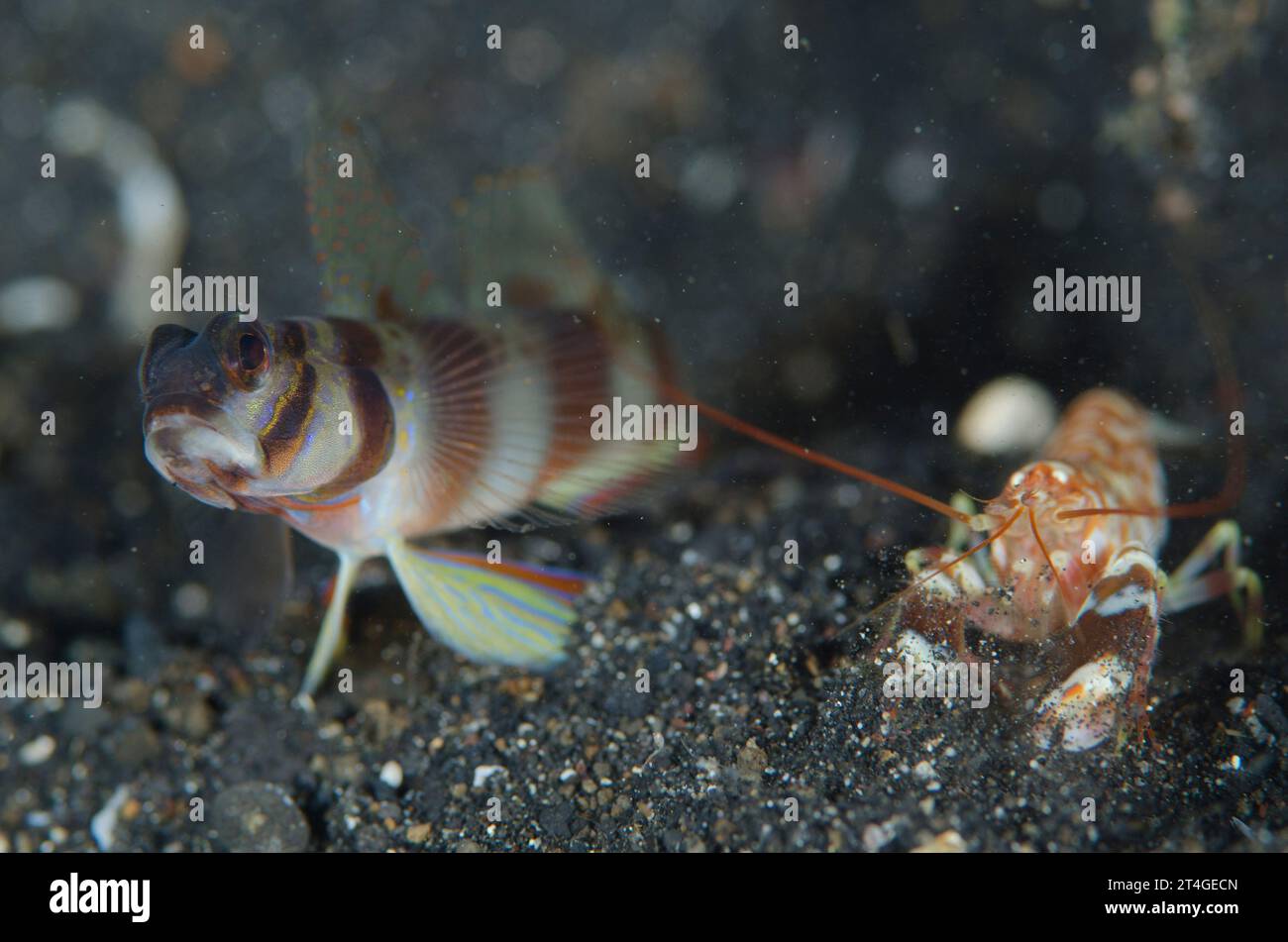 Slantbar Shrimpgoby, Amblyeleotris diagonalis, with Robber Snapping Shrimp, Alpheus rapacida, Hairball dive site, Lembeh Straits, Sulawesi, Indonesia Stock Photo