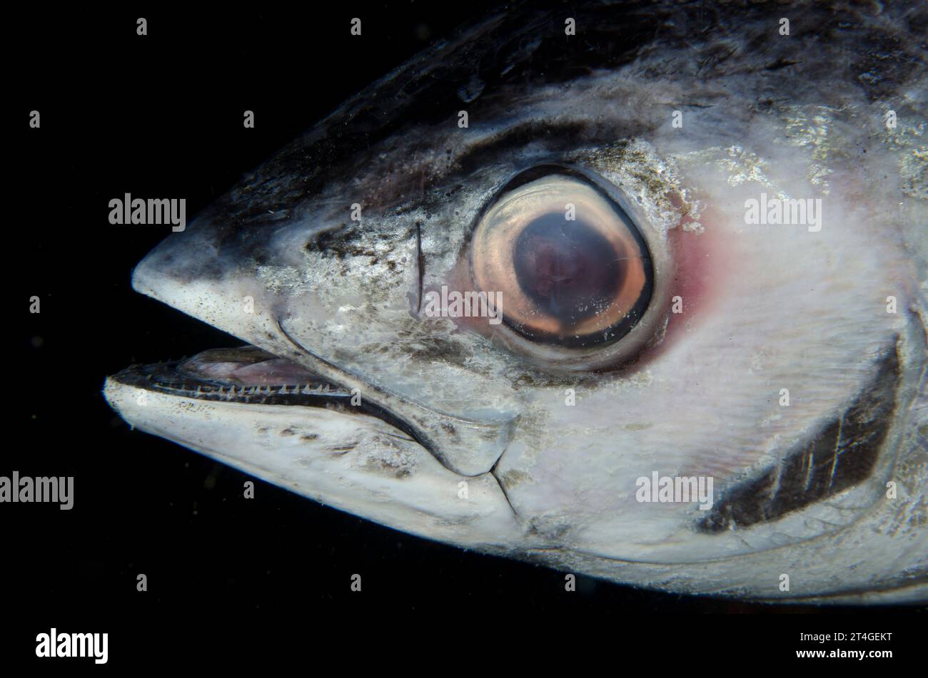 Dead Yellowfin Tuna, Thunnus albacares, night dive, TK1 dive site, Lembeh Straits, Sulawesi, Indonesia Stock Photo
