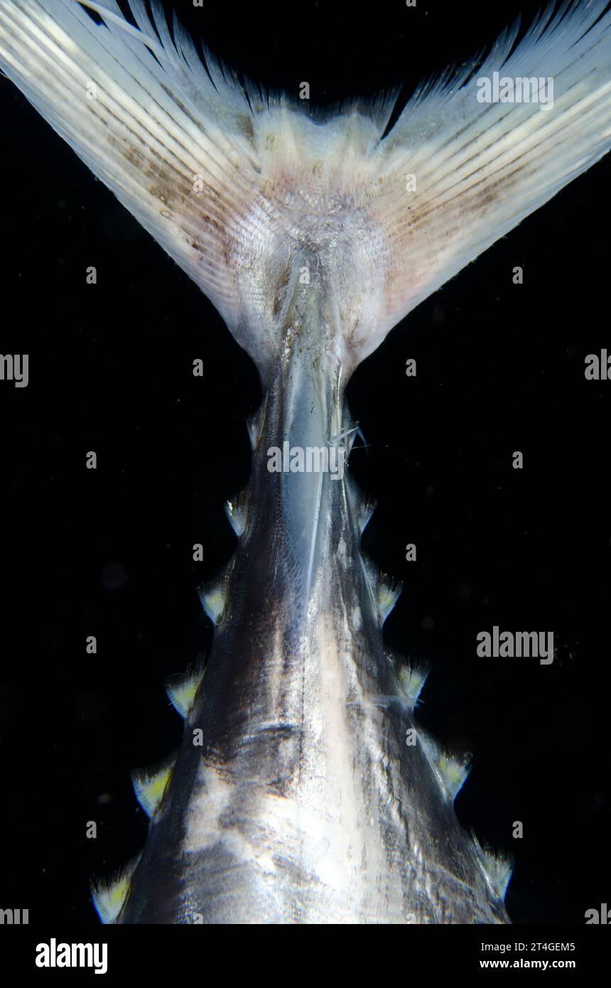 Tail of dead Yellowfin Tuna, Thunnus albacares, night dive, TK1 dive site, Lembeh Straits, Sulawesi, Indonesia Stock Photo