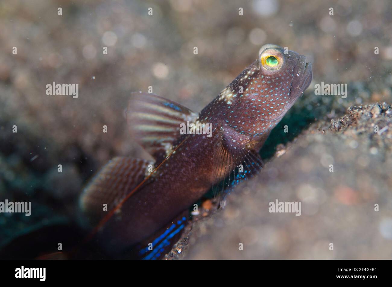 Banded Shrimpgoby, Cryptocentrus cinctus, TK3 dive site, Lembeh Straits, Sulawesi, Indonesia Stock Photo