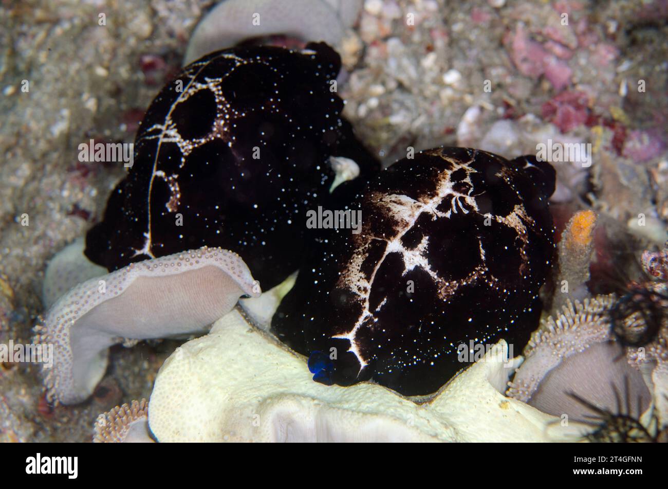 Pair of Egg Cowries, Ovula ovum, on Leather Coral, Alcyoniidae Family, night dive, Tanjung Slope dive site, Lembeh Straits, Sulawesi, Indonesia Stock Photo