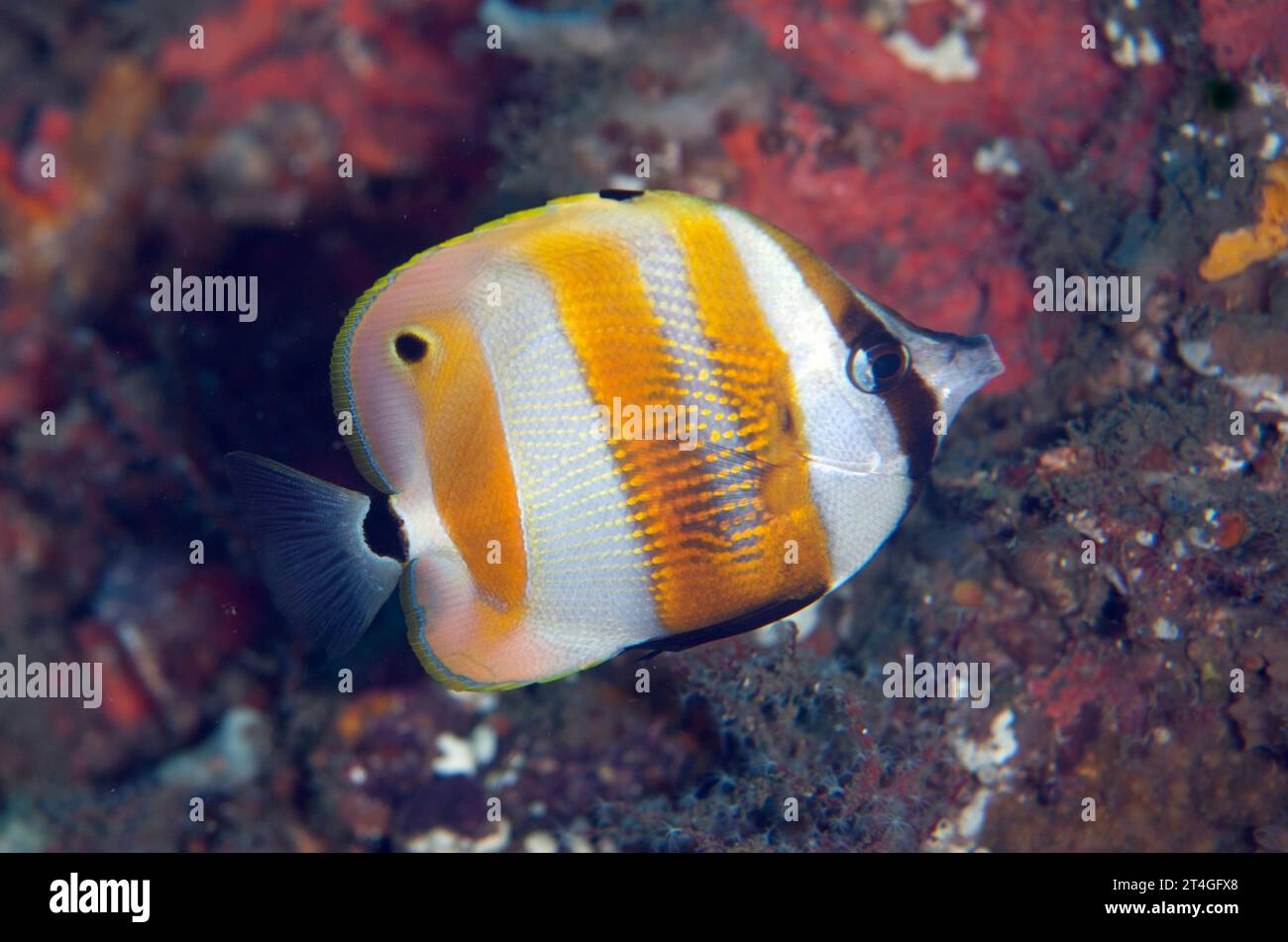 Orange-banded Coralfish, Coradion chrysozonus, Malawi Wreck dive site, Lembeh Straits, Sulawesi, Indonesia Stock Photo