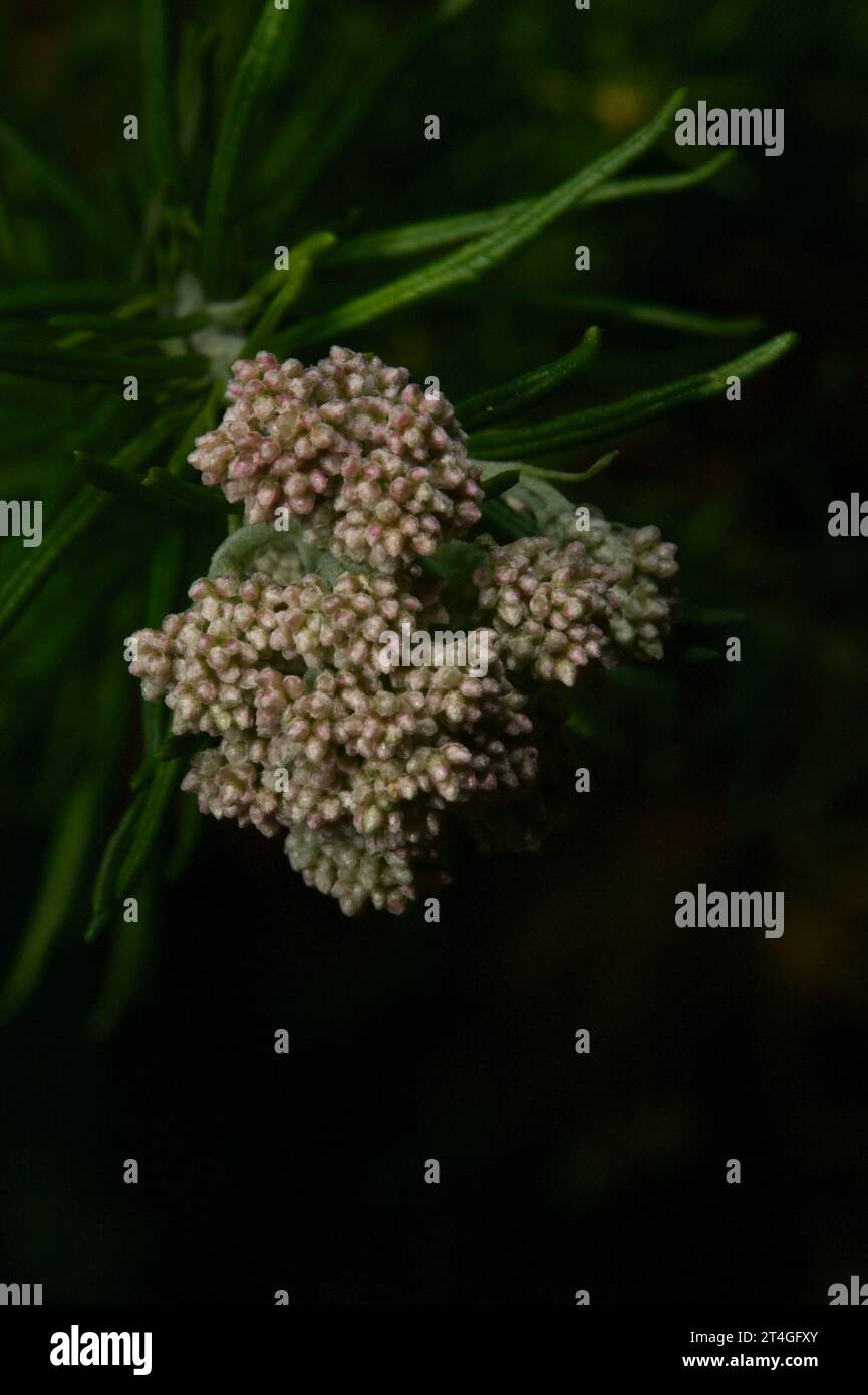 You can see why this common flowering shrub is called Caulflower Bush - but it's also called Shiny Dogwood or Cassinia Longifolia, at Hochkins Ridge. Stock Photo