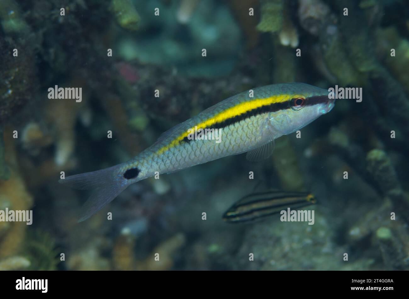 Dash-dot Goatfish, Parupeneus barberinus, Serena Besar dive site, Lembeh Straits, Sulawesi, Indonesia Stock Photo