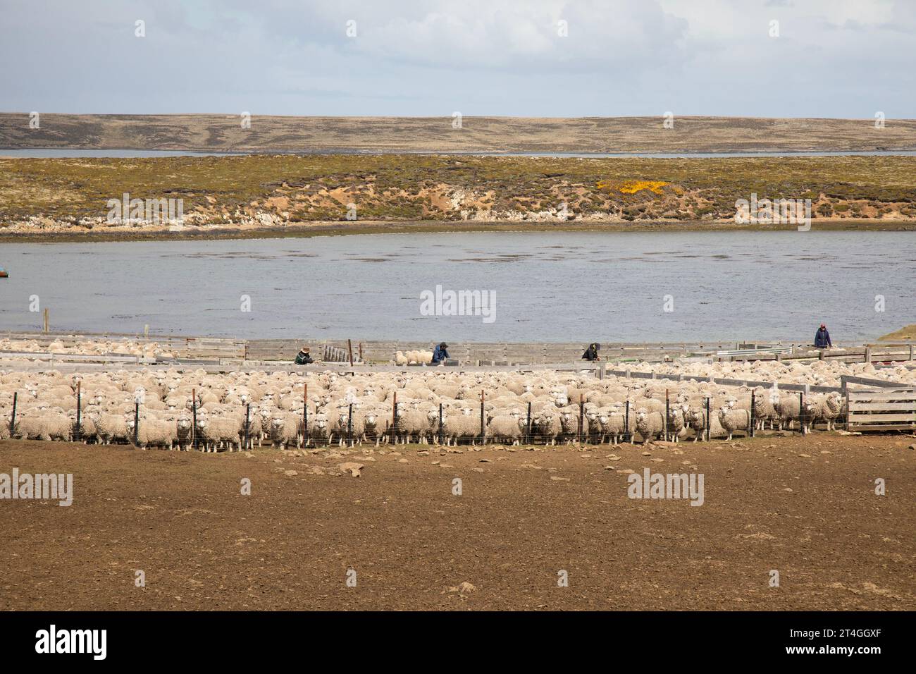 Sheep farming in Fitzroy on The Falkland Islands. Stock Photo