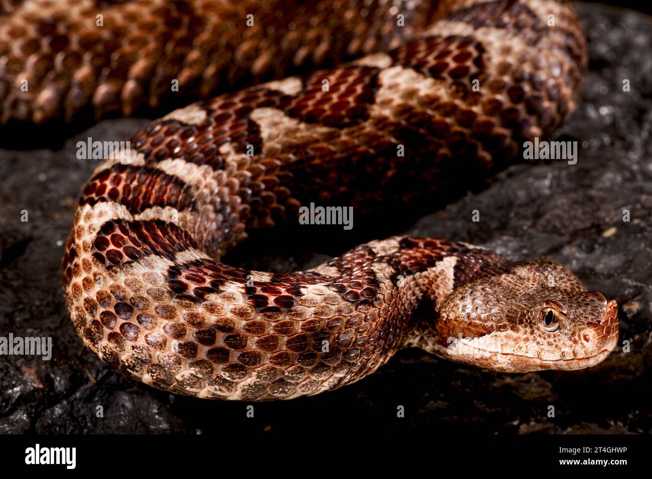 Long-nosed viper (Vipera ammodytes) Stock Photo