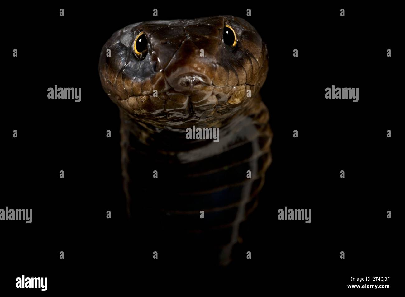 Rinkhals cobra (Hemachatus haemachatus) Stock Photo