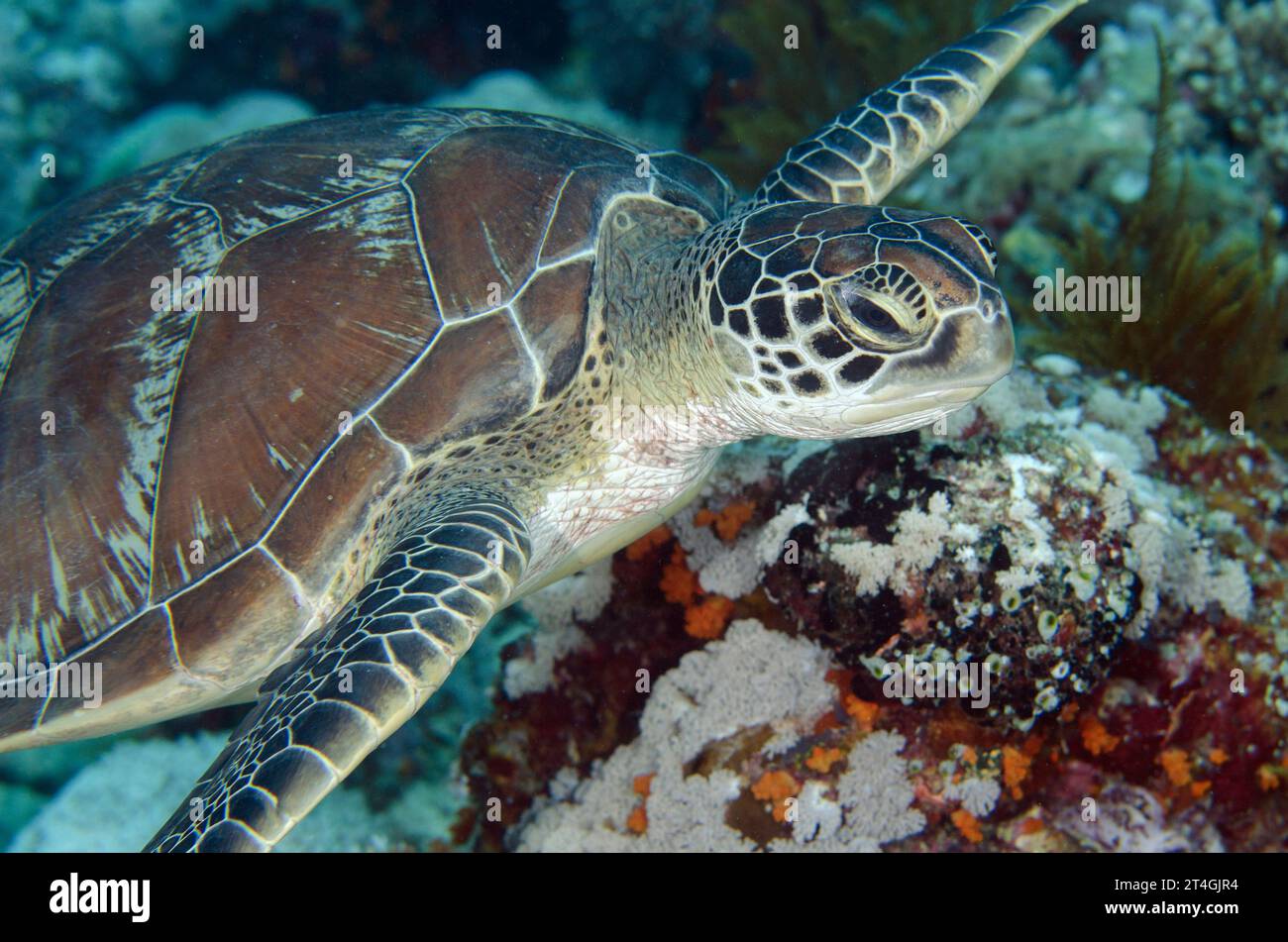 Green Turtle, Chelonia Mydas, Classified As Endangered, Too Many Fish 